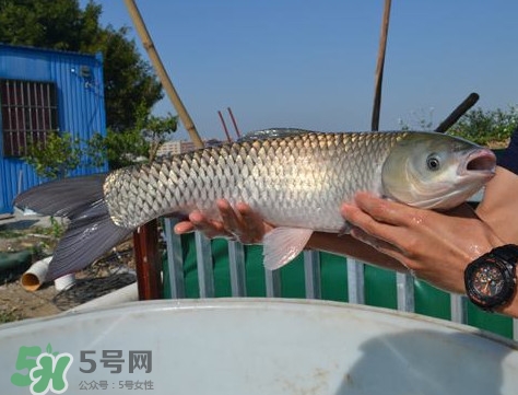 脆肉鯇是什么魚(yú)？脆肉鯇口感為什么是脆的