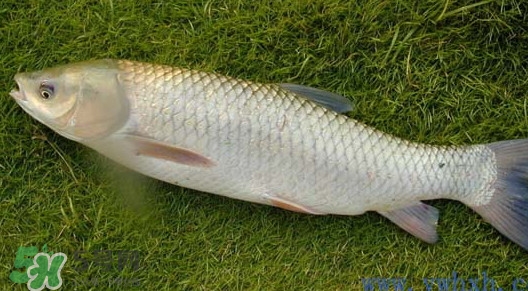 草魚怎么養(yǎng)殖成脆肉鯇？脆肉鯇養(yǎng)殖條件及技術(shù)