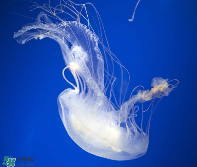 海蜇是生吃嗎？海蜇怎么吃？