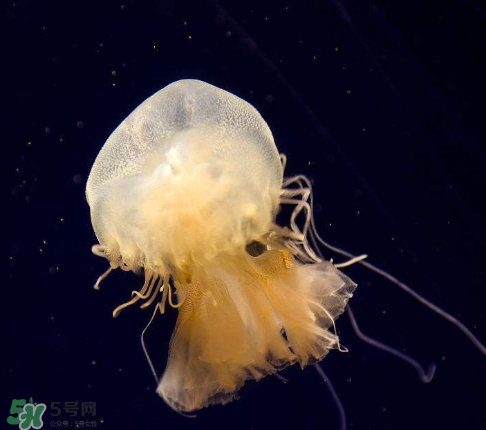 海蜇是生吃嗎？海蜇怎么吃？