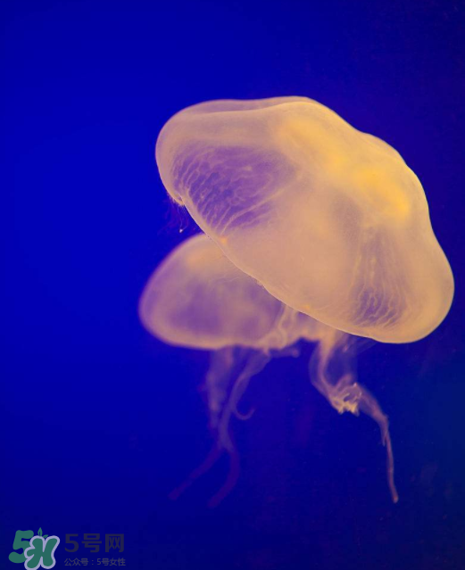 海蜇不能和什么一起吃？海蜇食用禁忌