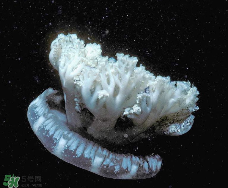 海蜇不泡能吃嗎？海蜇可以直接吃嗎？