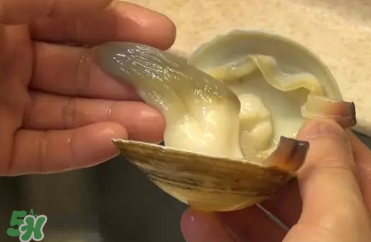 北極貝多少錢一斤？北極貝長(zhǎng)什么樣子