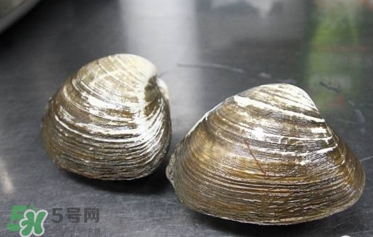 北極貝多少錢一斤？北極貝長(zhǎng)什么樣子