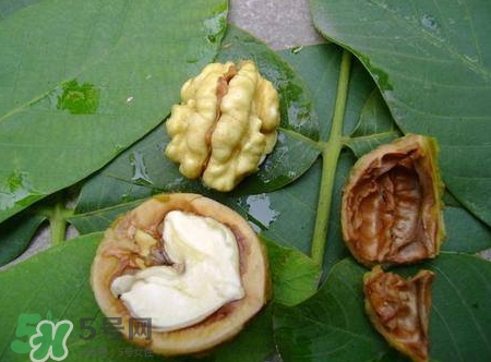 青皮核桃和干核桃哪個營養(yǎng)高？有什么區(qū)別？
