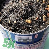 核桃粉怎么做？核桃粉的功效與作用