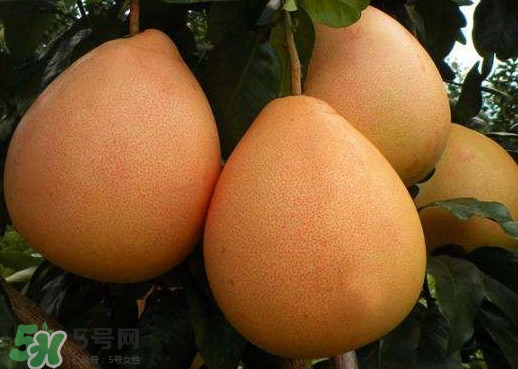 三紅蜜柚是哪里產(chǎn)的？三紅蜜柚什么時候上市？