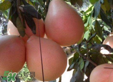 三紅蜜柚怎么挑選？三紅蜜柚種植方法與技巧