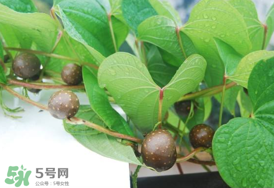 山藥豆能生吃嗎？山藥豆能帶皮吃嗎？