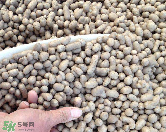 山藥豆能種植嗎？山藥豆怎么種？