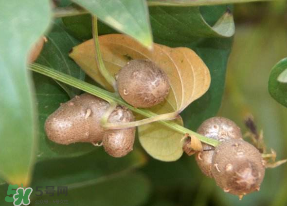 山藥豆能種植嗎？山藥豆怎么種？