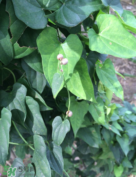 山藥豆能種植嗎？山藥豆怎么種？