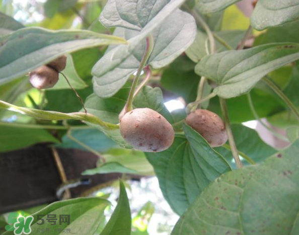 山藥豆能泡酒嗎？山藥豆能打豆?jié){嗎？
