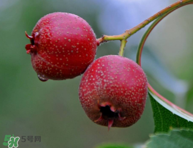 山楂和決明子泡茶喝的功效是什么？