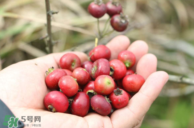 山楂和蜂蜜能一起沖水喝嗎？