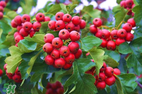 山楂和紅棗可以一起泡水喝嗎？