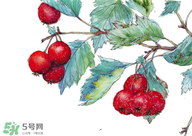 山楂要煲多長時間最好？山楂要什么時候吃最好？