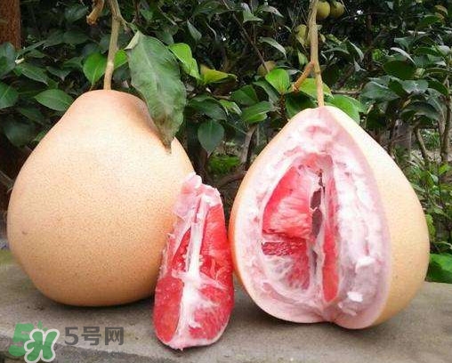 三紅蜜柚有什么功效？三紅蜜柚和金橙蜜柚哪個更好