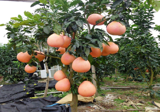 三紅蜜柚幾年結(jié)果？種三紅蜜柚好還是紅肉蜜柚好？