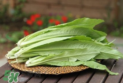 萵苣葉能吃嗎？萵苣葉和油麥菜有什么區(qū)別