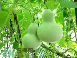 醋泡洋蔥能降血壓嗎？哪些食物可以降血壓？