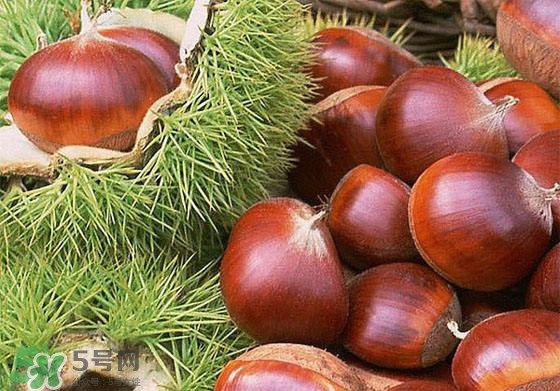 板栗酒能治療腎陽虛嗎？板栗泡酒真的能壯陽嗎？