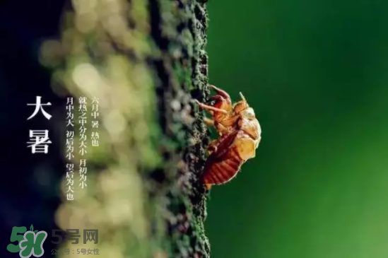 三伏天怎樣飲食？三伏天不宜做哪些事？