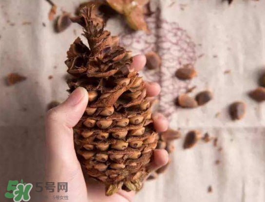 松籽有什么營養(yǎng)價(jià)值？松籽仁的功效與作用