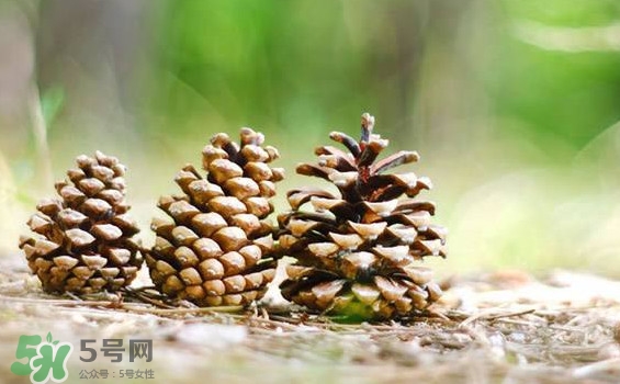 松子靠什么傳播種子的？松子是什么樹的果實