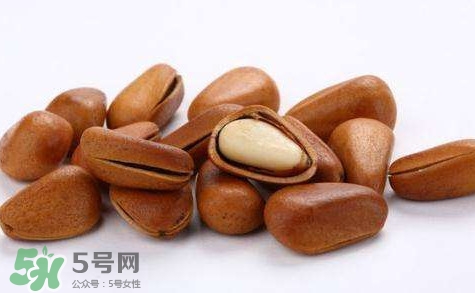松子靠什么傳播種子的？松子是什么樹的果實