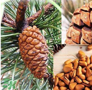 松籽是什么樹結(jié)的？松子還是松籽？