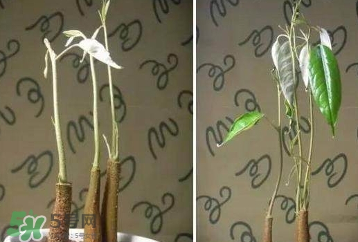 榴蓮籽能種嗎？榴蓮籽怎么種小盆栽？