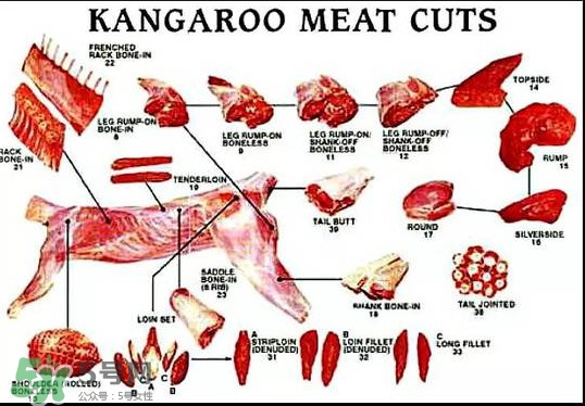 袋鼠是老鼠嗎？袋鼠肉好吃嗎