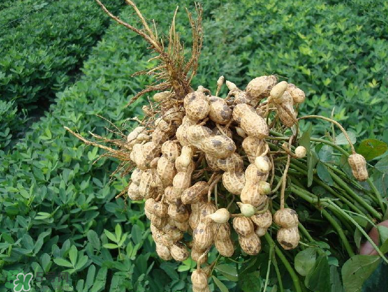 花生的藥用價(jià)值有哪些？花生不能和什么一起吃？