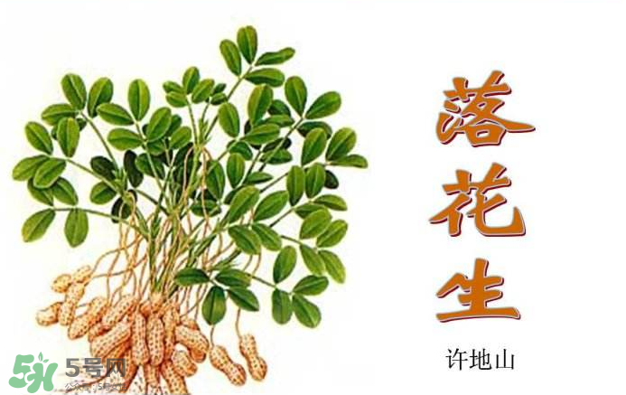 落花生是什么？關(guān)于花生的分解