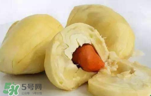 榴蓮籽能種嗎？榴蓮籽怎么種小盆栽？
