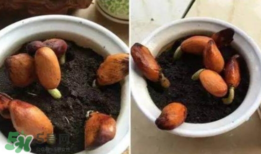 榴蓮籽能種嗎？榴蓮籽怎么種小盆栽？