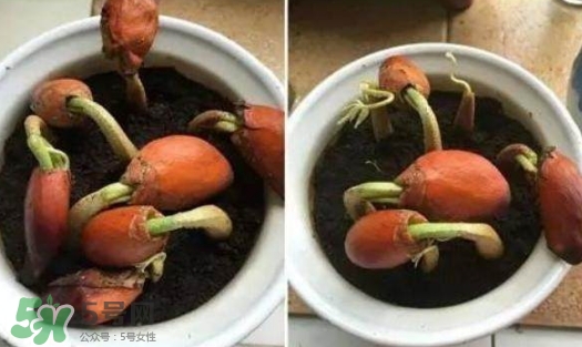 榴蓮籽能種嗎？榴蓮籽怎么種小盆栽？