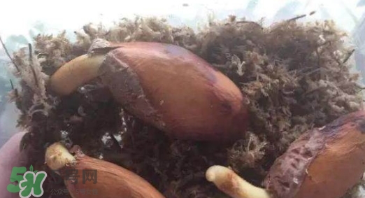榴蓮籽能種嗎？榴蓮籽怎么種小盆栽？