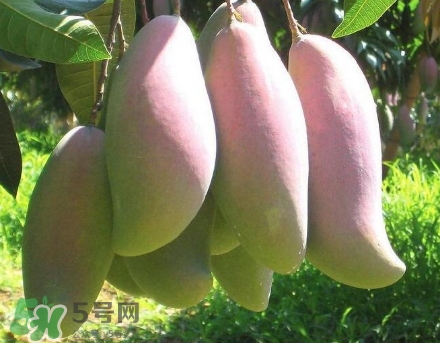 芒果有哪些品種？哪種芒果最好吃？