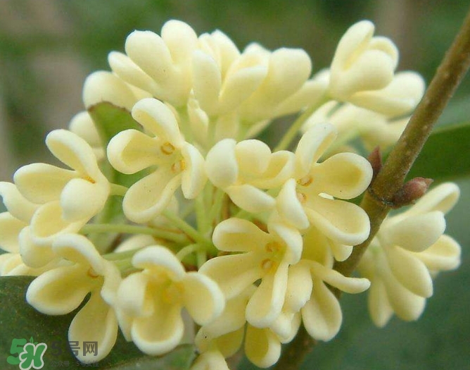 新鮮桂花怎么清洗？新鮮桂花可以冷凍嗎？