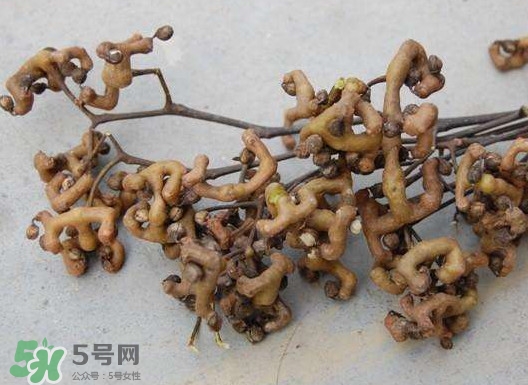 拐棗可以嫁接嗎？拐棗是哪里的特產(chǎn)