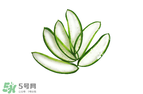 蘆薈泡酒治皮膚病嗎？蘆薈泡酒的功效與作用
