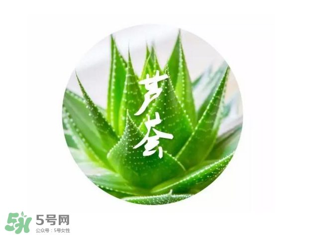 蘆薈膠的醫(yī)療作用有哪些？蘆薈膠的使用方法有哪些？