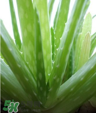 蘆薈膠的醫(yī)療作用有哪些？蘆薈膠的使用方法有哪些？