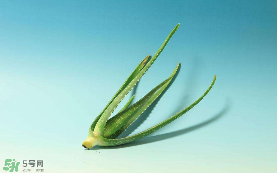 蘆薈膠的醫(yī)療作用有哪些？蘆薈膠的使用方法有哪些？