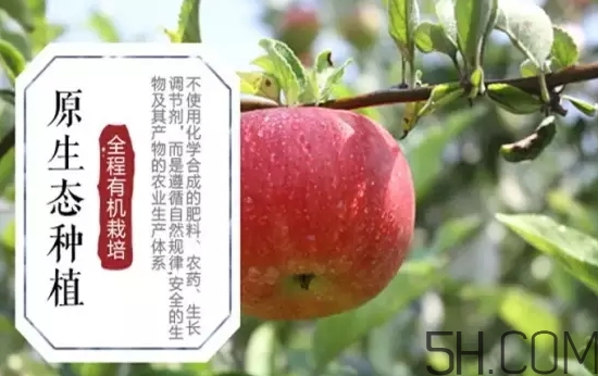 美八蘋果價(jià)格多少錢？美八蘋果多少錢一斤？