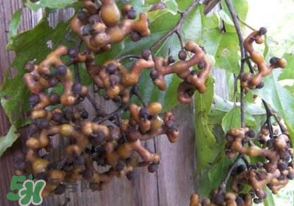 拐棗熬水喝有哪些好處？拐棗怎樣種植