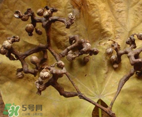拐棗為什么沒(méi)人買？拐棗學(xué)名是什么