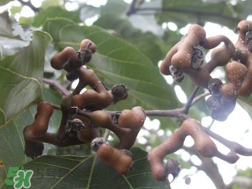 拐棗熬水喝有哪些好處？拐棗怎樣種植